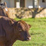 Pós-Graduação Reprodução de Grandes Animais: Bovinos / Equinos