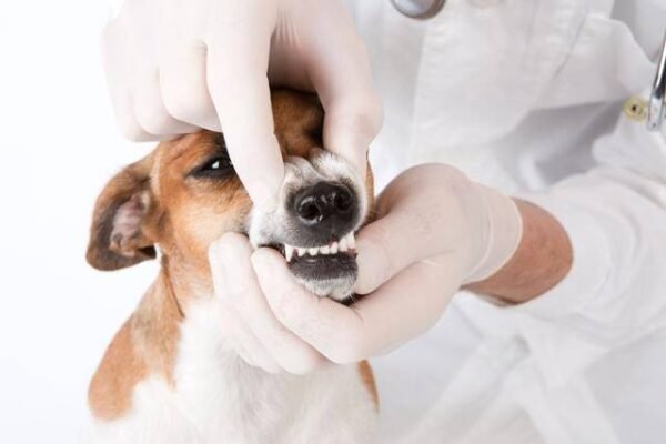 Odontologia Em Pequenos Animais