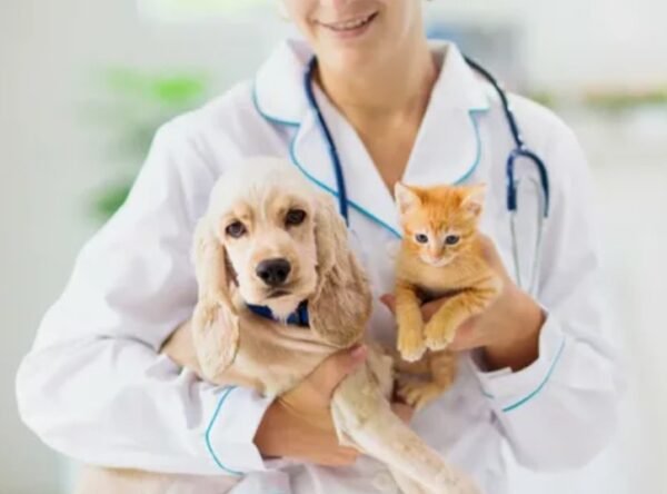 Ovariohisterectomia (Castração) de Pequenos Animais: Cães e Gatos